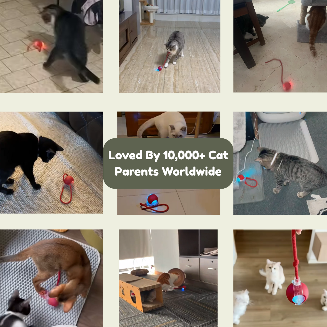 PouncePal Cat Toy